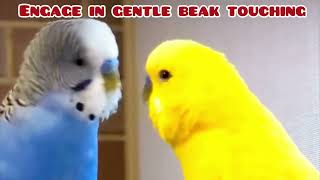 Budgie cute 🥰 chat : Sweet and cute Moments! #birds #viral #parrot #parakeet