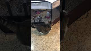 Boring Cat Diaries - Bump likes to watch the Baby Chicks