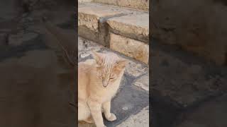 Who is the cat waiting for? Church of the Holy Sepulcher in Jerusalem, Israel