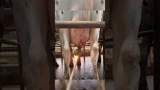 Why Farmers Burn Udder Hair?