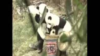 Disfressats d'ós panda.wmv