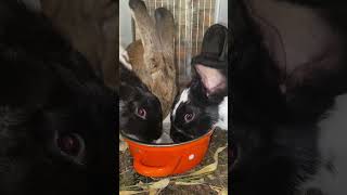 Кролики пʼють воду #shorts @kyruvgaragi #bunny #rabbit