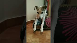 Pipo Orgulloso #shorts #viral #jackrussellterrier #tiktok #reels