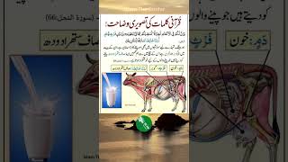 Quran   | #quran  #wazifa #allah #subhanallah  #wazifaforlove ##short #hadees #viralshorts