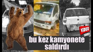 Aç kalan ayılar bu kez kamyonete saldırdı