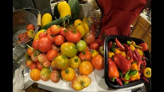 First Time Harvesting Peppers! (Episode 10)