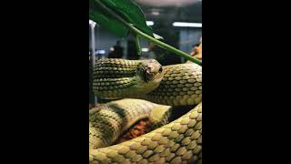 Beautiful anaconda excellent moving feeling easy#shortbeta#anaconda#chalange