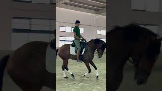 Quilate 3 years old young stallion #dressage #horseriding #stallion