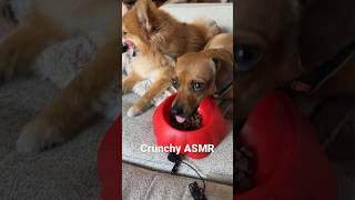 Crunchy ASMR 🐾