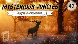 Mysterious Jungles | Lost Forests | Lost Tree | Strange Forests| Julius Manuel | HisStories