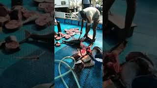 fish cutting Amazing sea fish fishing