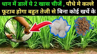 धान में डाले 2 खास चीजे | dhan me kalle badhane ke upay | dhan ke kalle kaise badhaye | dhan