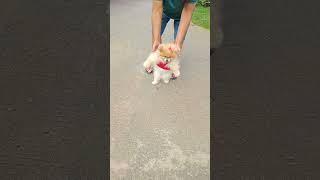 FREDA WALKING CUTE DOG #funny