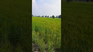 wheat condition #farming #trending #shorts #viral #yoytubeshorts #ytshorts #shortsvideo