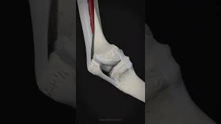 Movement of the patella during flexion and extension of the knee Via: Anatomy Standard