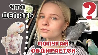 Ваш попугай ощипывается? Мой тоже...