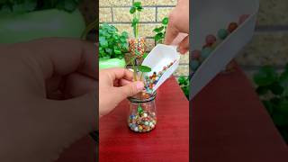 Amazing growing flower in cup bottle put at home so beautiful #shortvideo #flower