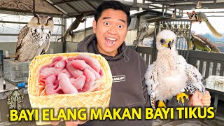 KONDISI BAYI ELANG DI RUMAH AKU! MAKAN PINKIES TIKUSNYA LAHAP BANGET! KASIH SEMUA HEWAN DI RUMAH!