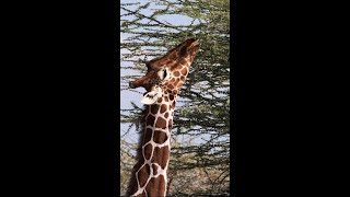 Reticulated Giraffe #shorts