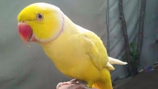 Yellow ringneck parrot