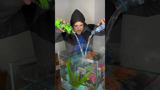 Prime Fish Tank Disaster #prime  #siblings #fishtank