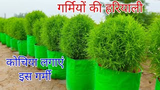 तपती गर्मी का राजा कोचिया जरूर लगाएं । How To Grow Kochia Plant