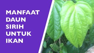 MANFAAT DAUN SIRIH UNTUK IKAN YANG BELUM DIKETAHUI BANYAK ORANG