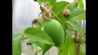 Passiflora incarnata sämling seedling 2012