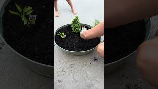 Perfect Small Garden Space | Walk outside and pick your veggies! #minigarden