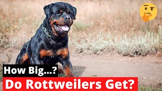 How Big do Rottweilers Get? | Rottweiler Size and Growth Stages |