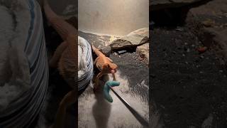 Bearded Dragon Eats HUGE HORNWORM #beardeddragon #hornworm