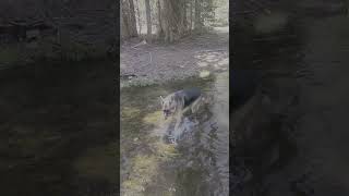 Early spring creek in the Forrest #creeks #creeksounds #springtime #rivers #stanislaus #shorts