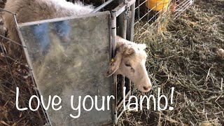 Lambing diaries: The cone of shame … Vlog 571