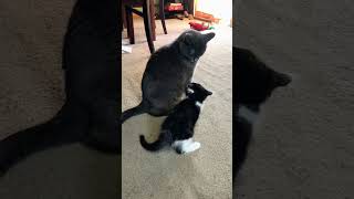 Mom cats don’t like her baby #funnyvideo #funny #pets #usa #catvideos #cats