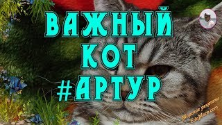 Важный кот #Артур