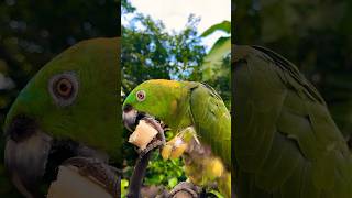 LA VERDOSA COMIENDO BANANO #shorts #short #shortvideo