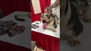 Hot boy the worlds best bully Merle male in Florida at the dog show #shorts #explorepage #dogs