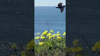 Cabrillo, Pacific coast. #pacificcoast #pacific #flowersonthepacific