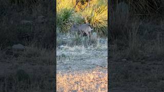 The younger bucks thinking they know something… Ruts coming!  #wildlife #youngbuck #shorts