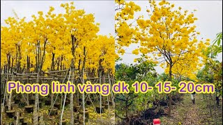 Phong linh vàng công trình cây dâm ủ đẹp sẵn số lượng lớn