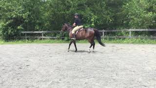 Class 22 Hunter Under Saddle (June 2019)