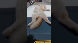 Fanny cat catcute video #cat #catcute #funny