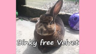 More Sad News | Rest in Peace Velvet