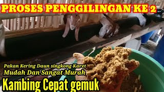 PROSES PENGGILINGAN KE 2 PAKAN KERING DAUN SINGKONG KARET SESUDAH DI SILASE