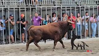 tarde divertida de vacas de la ganadería los mohicanos en viver 2 de octubre de 2024