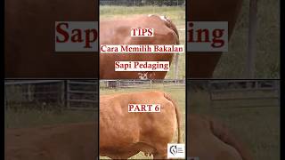 Part 6 Cara Memilih Bakalan Sapi Pedaging -1 #peternakan  #sapipedaging #ternak #shorts  #sapi