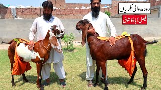 High Milking Goats & Giant Breeders - Doodh Wali Bakriyan Faisalabad 2023