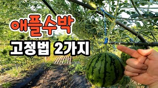 애플수박 낙과방지 고정법 2가지 (끈 활용) 폼나는 애플수박밭은 이렇게