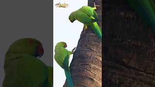 ☄️parrot family #birdphotography  #viral #trending #shorts @anbumarimuthuvlogs