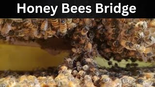 Bridge Formation by Honey Bees #honeybee